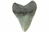 Serrated, Juvenile Megalodon Tooth - North Carolina #311845-1